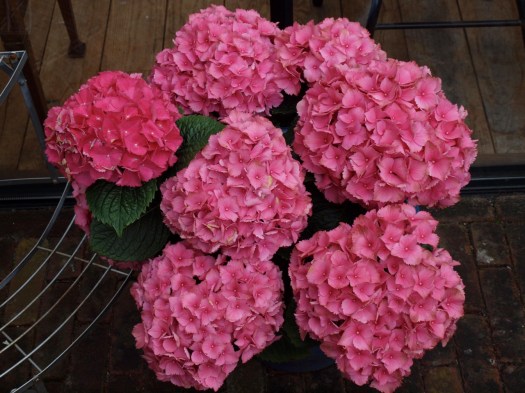 Beautiful hortensia from G